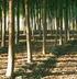 Stato attuale e problematiche degli impianti di latifoglie a legname pregiato: il punto di vista delle Regioni