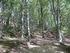 Criteri per la definizione di tipi forestali nei boschi dell Appennino meridionale