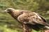 L Aquila reale (Aquila chrysaëtos) nell Appennino laziale situazione aggiornata al 2015 Fabio Borlenghi