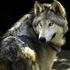 Presenza del lupo (Canis lupus) nel settore Marchigiano del Parco Nazionale del Gran Sasso e Monti della Laga e aree contigue