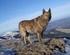 CANE LUPINO DEL GIGANTE LUVIN CANE DA PASTORE DELL APPENNINO REGGIANO SCHEDARIO FOTOGRAFICO & BIOMETRICO