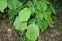 fioritura estate Corylus avellana Nocciolo foglie arrotondate fiori maschili amenti gialli in autunno frutto nocciola altezza 4-5 metri Cotoneaster
