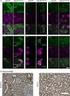 Characterisation of phosphorylated forms