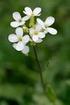 Arabidopsis thaliana IL SISTEMA MODELLO DEL MONDO VEGETALE. Arabidopsis appartiene alla famiglia delle Brassicaceae