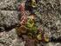 Umbilicus rupestris (Salisb.) Dandy