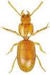 Una nuova Typhloreicheia della Sardegna nord-orientale (Coleoptera Carabidae)