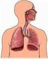 il sistema respiratorio