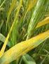 La ruggine gialla condiziona le produzioni di frumento e triticale nel 2013/14