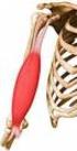 muscolo scheletrico i tessuti muscolari sono costituiti da cellule eccitabili