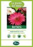 Come e perché scegliere la gerbera Suggerimenti per la cura Trucchi e segreti degli esperti I consigli verdi di
