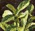 pianta folta con bel fogliame verde con margine bianco Abelia zanderi 'Little Richard' bianco VI-VIII