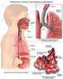 Anatomia del sistema respiratorio