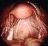 Anatomia dei genitali interni e modalità di inseminazione in alcuni Coleotteri Anticidi