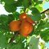 Nome scientifico: Prunus armeniaca Nome volgare: Albicocco Varietà: Pisana (antica) Epoca di Maturazione: 20/25 Luglio Vigoria: Media Resistenza a