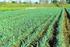 I Controlli in campo alle coltivazioni destinate alla produzione di sementi ibride di girasole