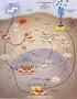 Fattori di crescita. Membrana citoplasmatica. Recettori di fattori di crescita. Proteine trasduttrici del segnale. Nucleo. Fattori trascrizionali