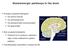 Glutamatergic pathways in the brain