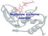 Regolazione enzimatica Isoenzimi