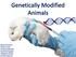 Animali il cui corredo genetico è stato modificato attraverso una manipolazione del DNA: