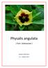 Physalis angulata. ( Fam. Solanaceae ) Quaderni della Nava