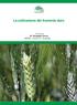 La coltivazione del frumento duro. A cura di: Dr. Giuseppe Cicero ARSAC - Ce.D.A. 9 - Amantea