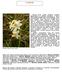 I NARCISI. Narcissus tazetta subsp. tazetta