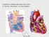 Guardare la struttura del cuore, dove sono le valvole, i loro nomi, e il ciclo cardiaco. Epi mio endo