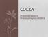 COLZA. Brassica napus o Brassica napus oleifera