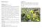 Brassica incana Frequenza Distribuzione nell area di studio: Famiglia Forma biologica Descrizione Ecologia Habitat Fitosociologia