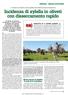 Incidenza di xylella in oliveti con disseccamento rapido