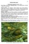 Schede delle specie. Petromyzon marinus - Lampreda di mare (foto A. Piccinini)