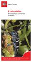 Il tarlo asiatico. Anoplophora chinensis (Forster) Direzione Agricoltura e sviluppo rurale - Settore Servizio Fitosanitario