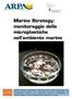 Marine Strategy: monitoraggio delle microplastiche nell'ambiente marino