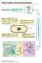 Teoria cellulare e Evoluzione biologica. f i l o g e n e s i. Batteri Funghi Alghe Protozoi. (aspetto morfologico e funzione) Microrganismi