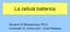 La cellula batterica. Giovanni Di Bonaventura, Ph.D. Università G. d Annunzio, Chieti-Pescara