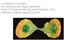 La divisione cellulare e la riproduzione degli organismi. Parte I: Scissione Binaria dei Procarioti, Ciclo Cellulare e Mitosi degli Eucarioti.