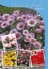 Piante da freddo. collection DIANTHUS ARGYRANTHEMUM FUCHSIA OSTEOSPERMUM