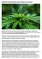 Polemiche sull introduzione della Cannabis ad uso medico