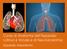 Corso di Anatomia dell Apparato Uditivo e Vocale e di Neuroanatomia. Apparato respiratorio