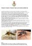 Zanzara Comune e Zanzara Tigre: prevenzione antilarvale