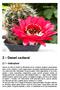 2 Generi cactacei. 2.1 Indicazioni. Echinopsis hyb.