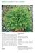 Asplenium cuneifolium Viv. subsp. cuneifolium ASPLENIO DELLE SERPENTINITI