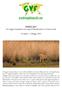 INDIA 2017 Un viaggio fotografico tra le tigri di Ranthambore e la fauna locale