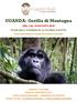 UGANDA: Gorilla di Montagna