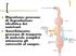 Digestione: processo di degradazione idrolitica dei nutrienti Assorbimento: processo di trasporto di molecole semplici attraverso gli enterociti al