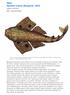 Pesci Squatina oculata (Bonaparte, 1840) regno animali fam. Squatinidae