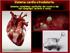 Sistema cardio-circolatorio: sistema complesso costituito dal cuore e dai vasi sanguigni (arterie e vene)