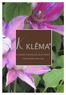 Klema, dal greco ramicello pieghevole, sarmento di vite; Klematis, la pianta che mi ha ispirato. La Clematide, una pianta così tenace ed al tempo