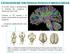 L EVOLUZIONE DEL TUBO NEURALE: ENCEFALO E MIDOLLO SPINALE