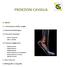 PROIEZIONI CAVIGLIA 0. INDICE. 1. L articolazione della caviglia. 2. Anatomia Radiologica. 3. Proiezioni Standard. 4. Proiezioni Aggiuntive